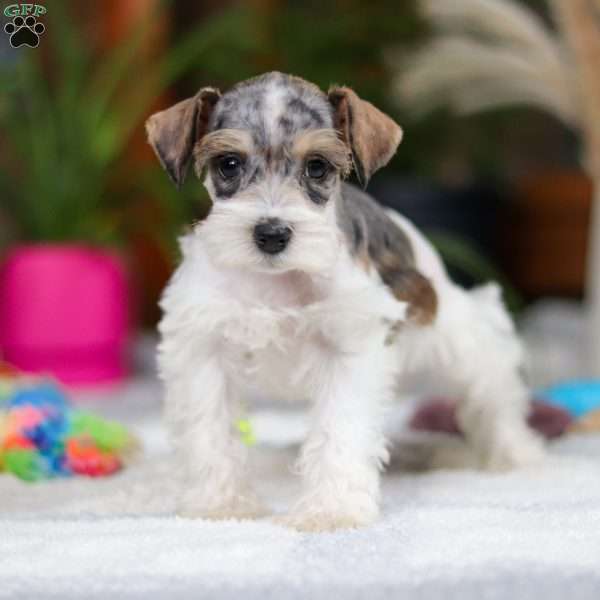 Carrie, Miniature Schnauzer Puppy